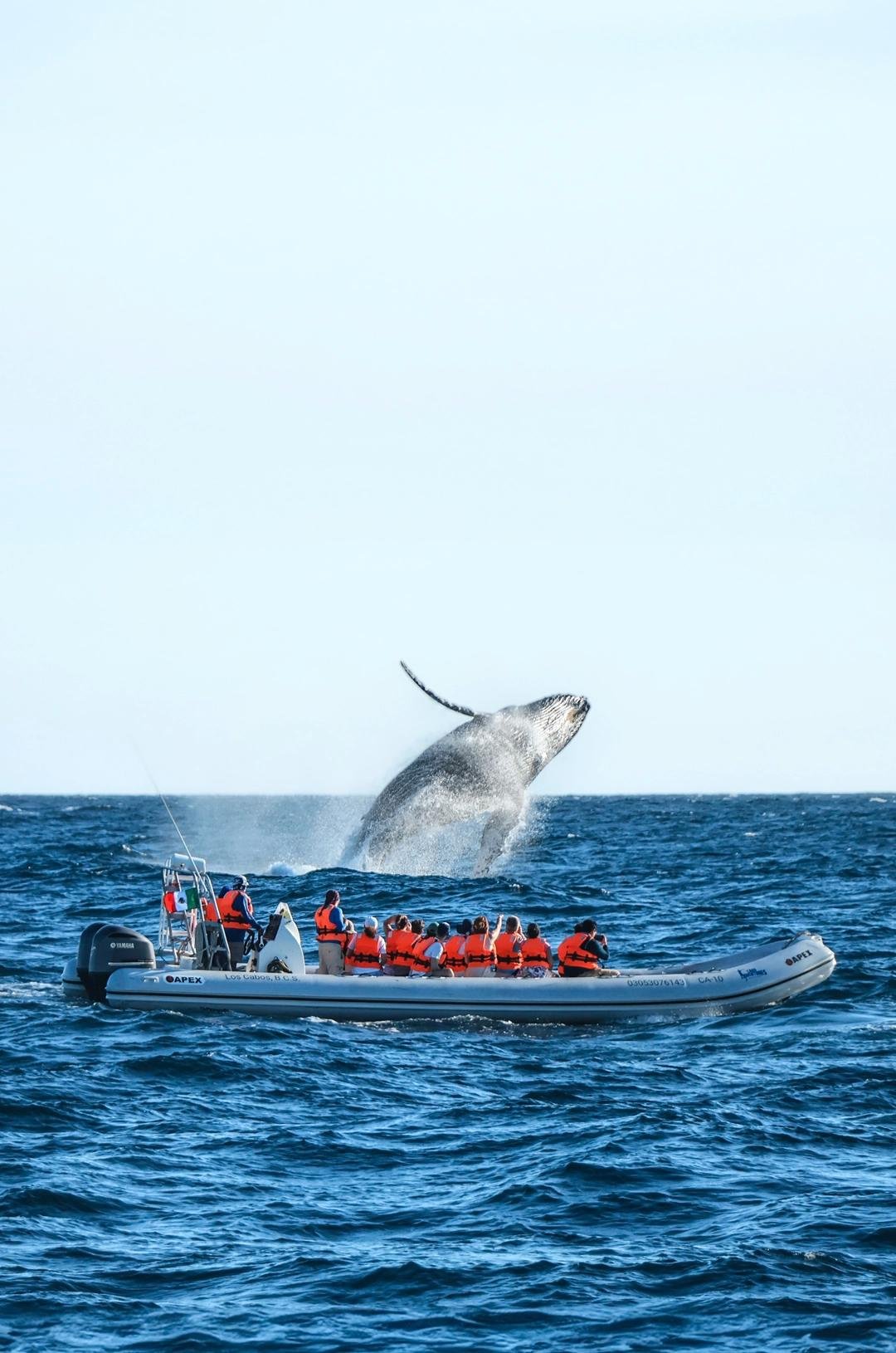 Día 2 · Avistamiento de ballenas