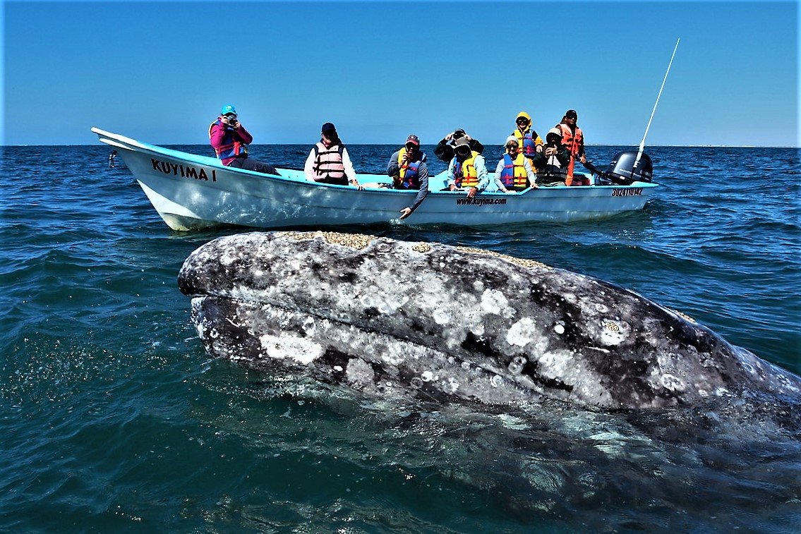 Ballenas y Barrancas del Cobre · Febrero 2027