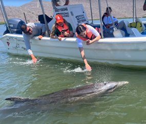 Paseo en lancha con delfines en Topolobampo